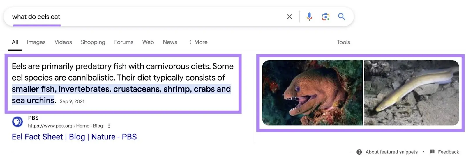 Featured snippet explaining what eels eat with highlighted diet items and images of two eels.